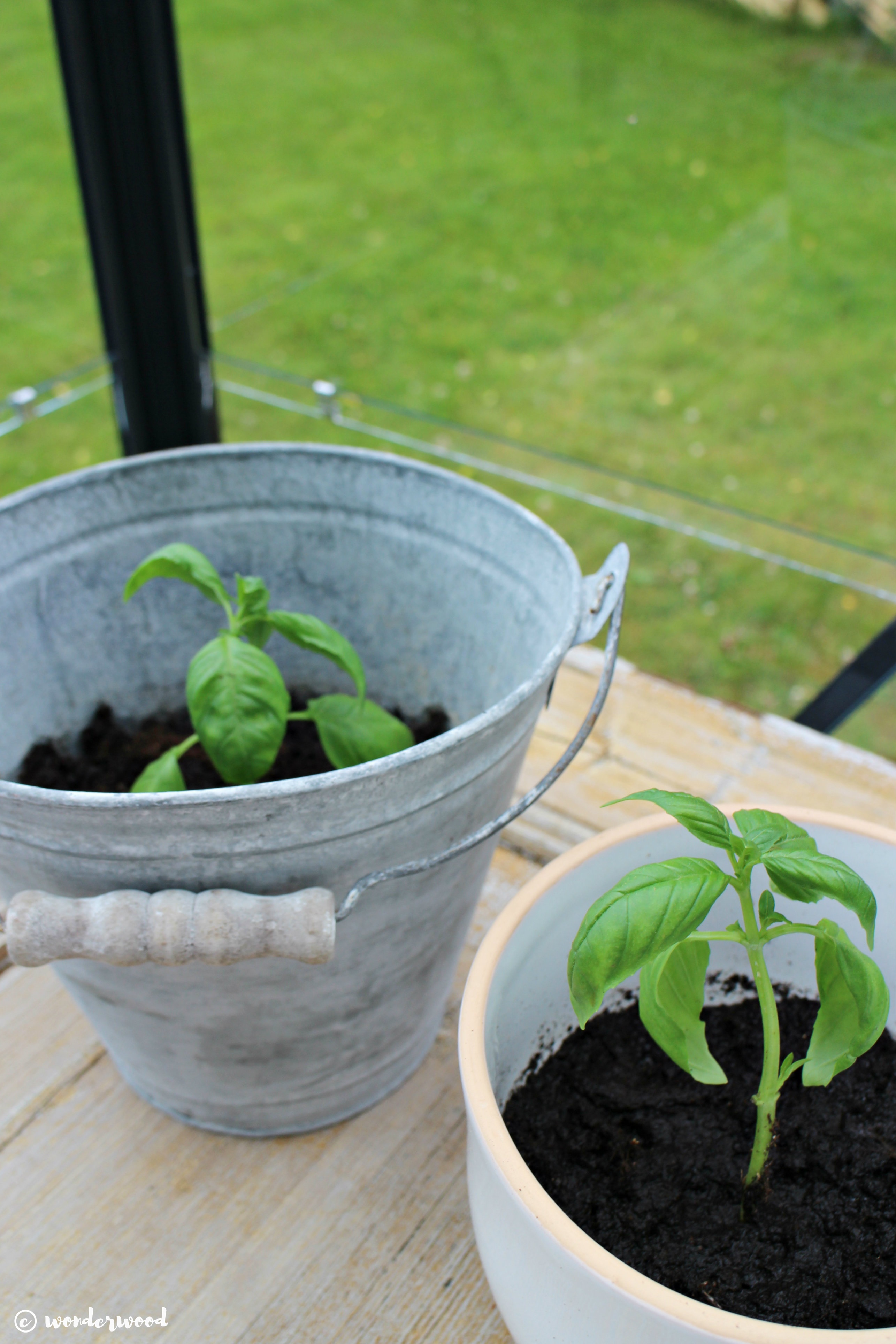 dyrk din egen basilikum // grow your own basil