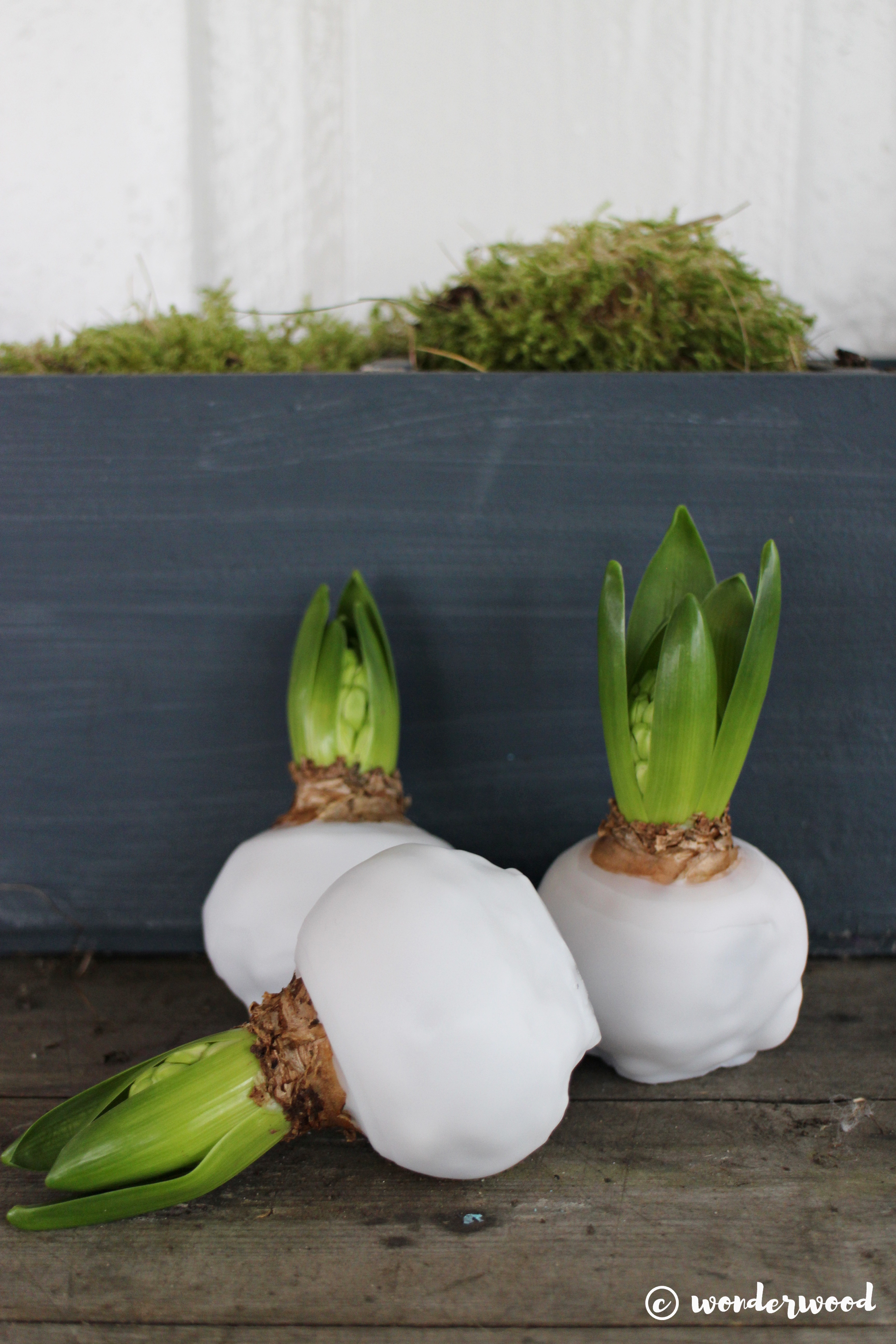 diy vokset svibel // diy waxed hyacinth