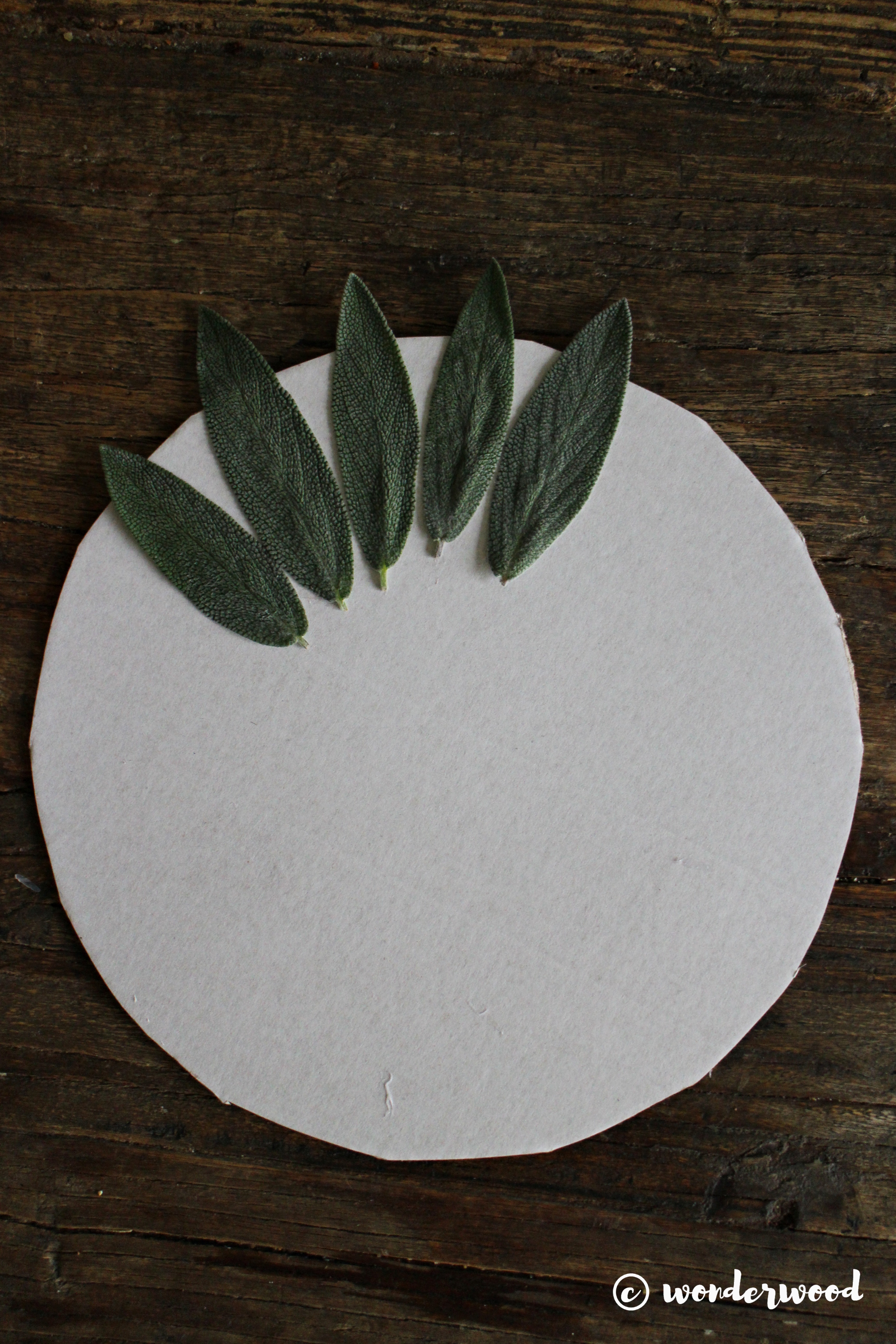 diy salvie mandala // diy sage mandala