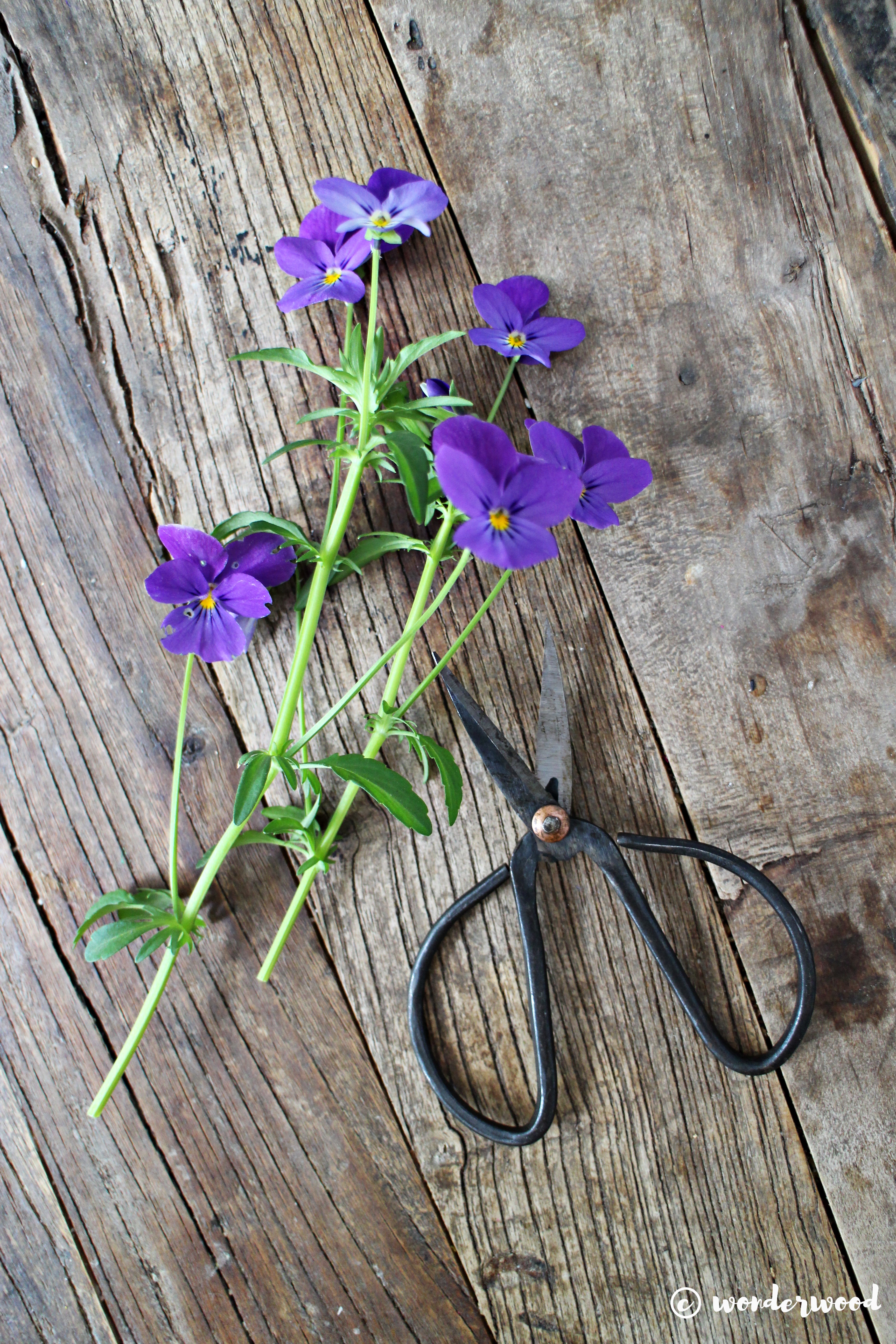 diy kandiserte blomster // diy candied flowers