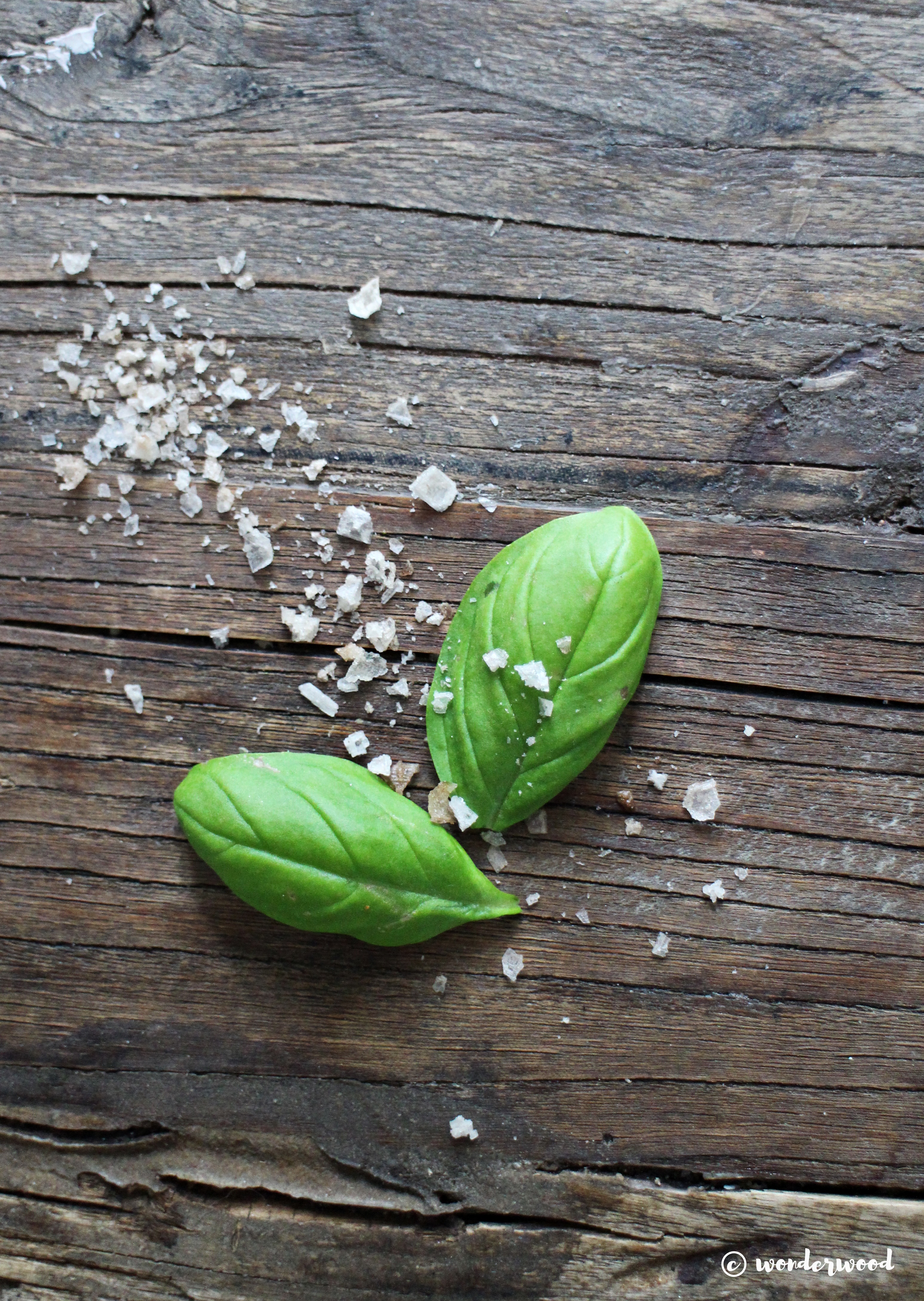 dyrk din egen basilikum // grow your own basil