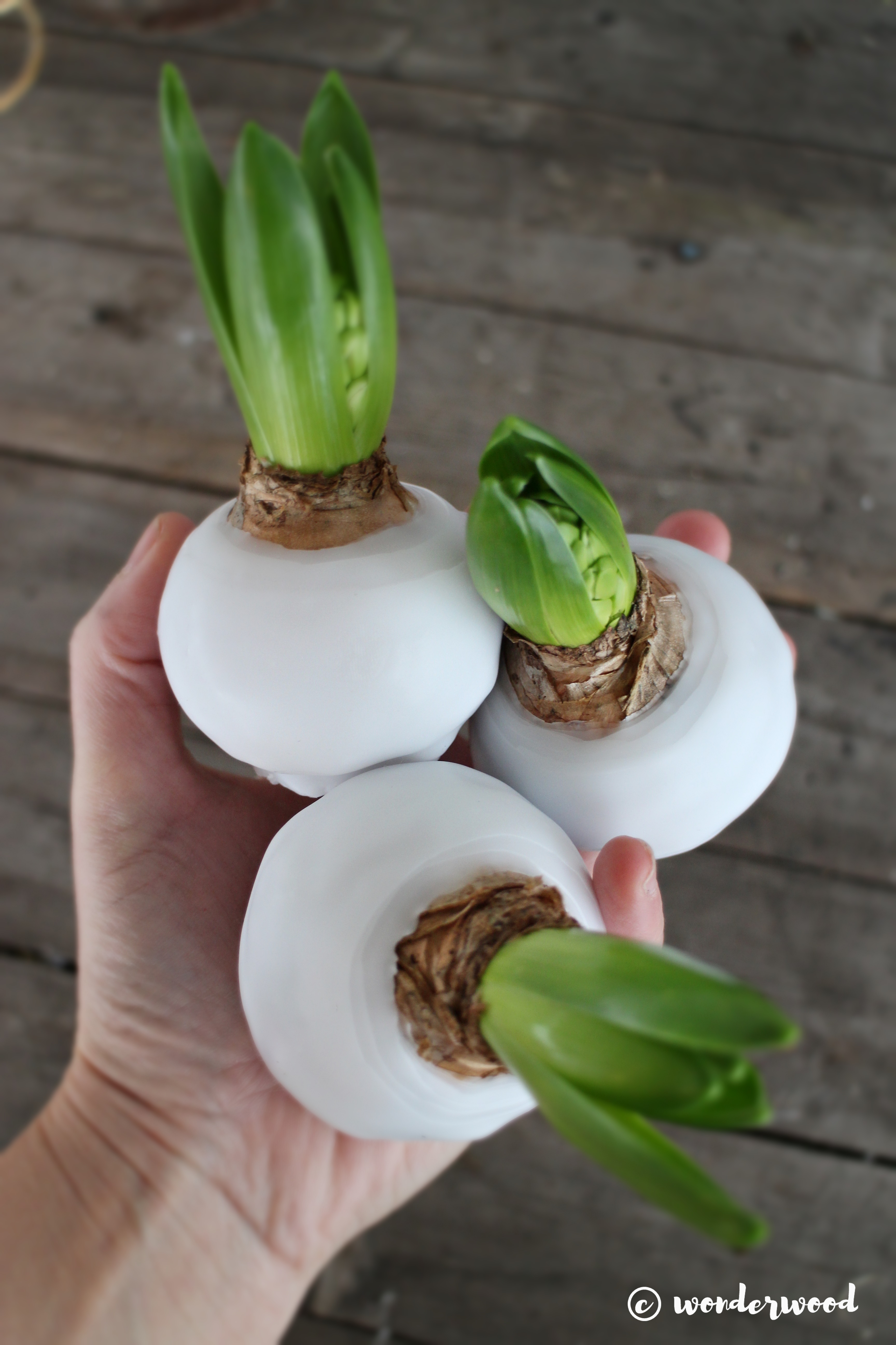 diy vokset svibel // diy waxed hyacinth