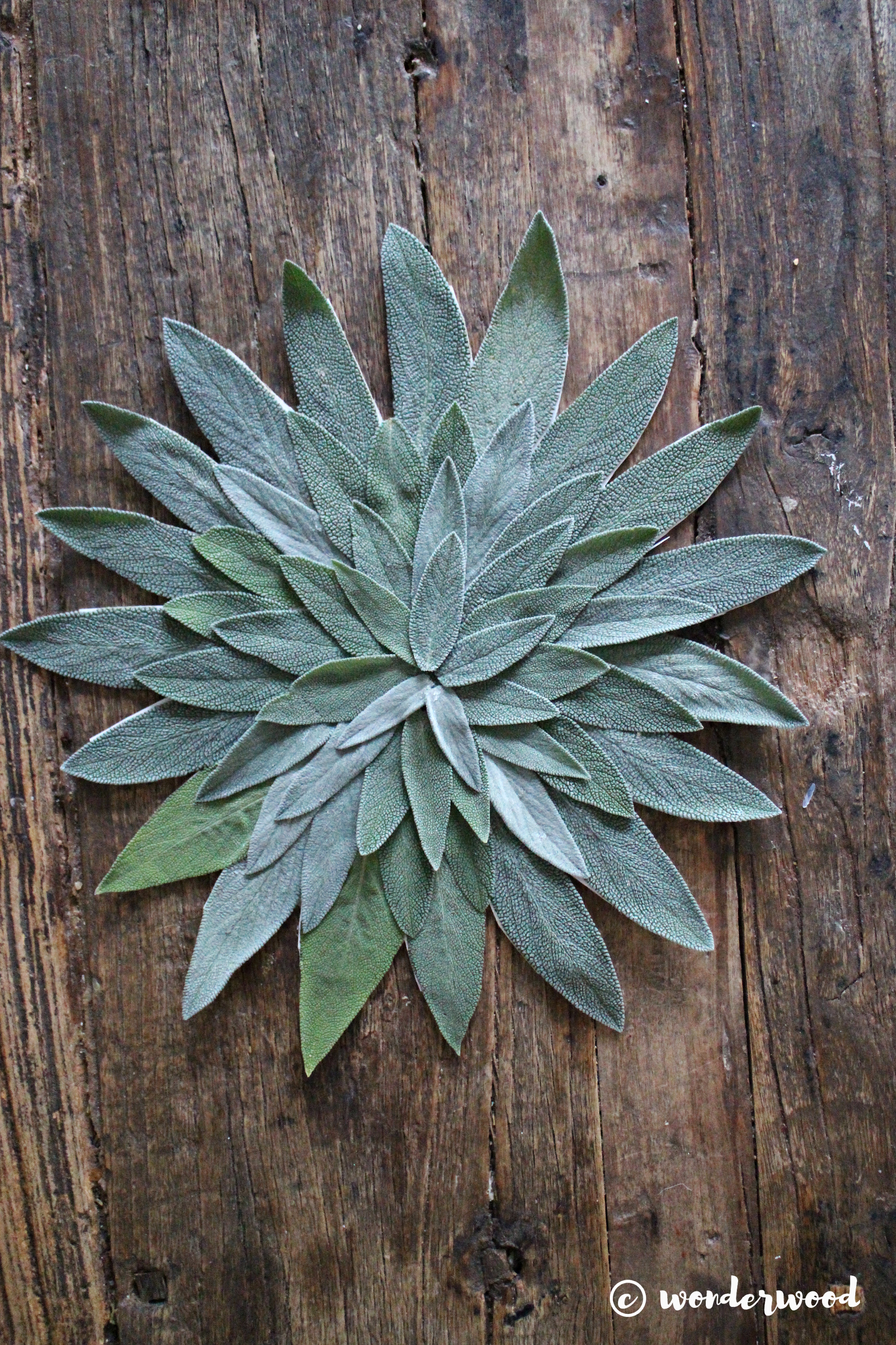 diy salvie mandala // diy sage mandala