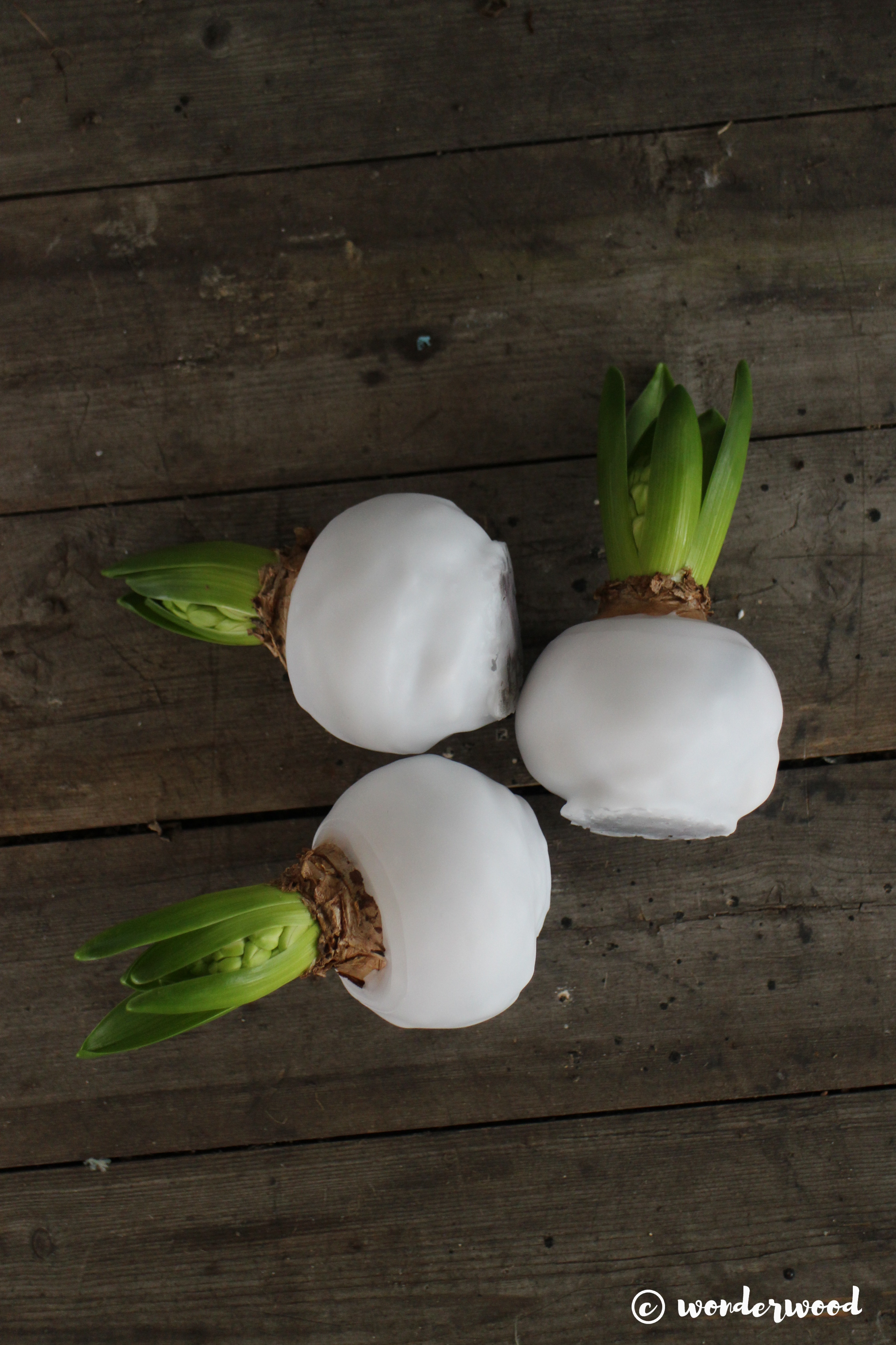 diy vokset svibel // diy waxed hyacinth