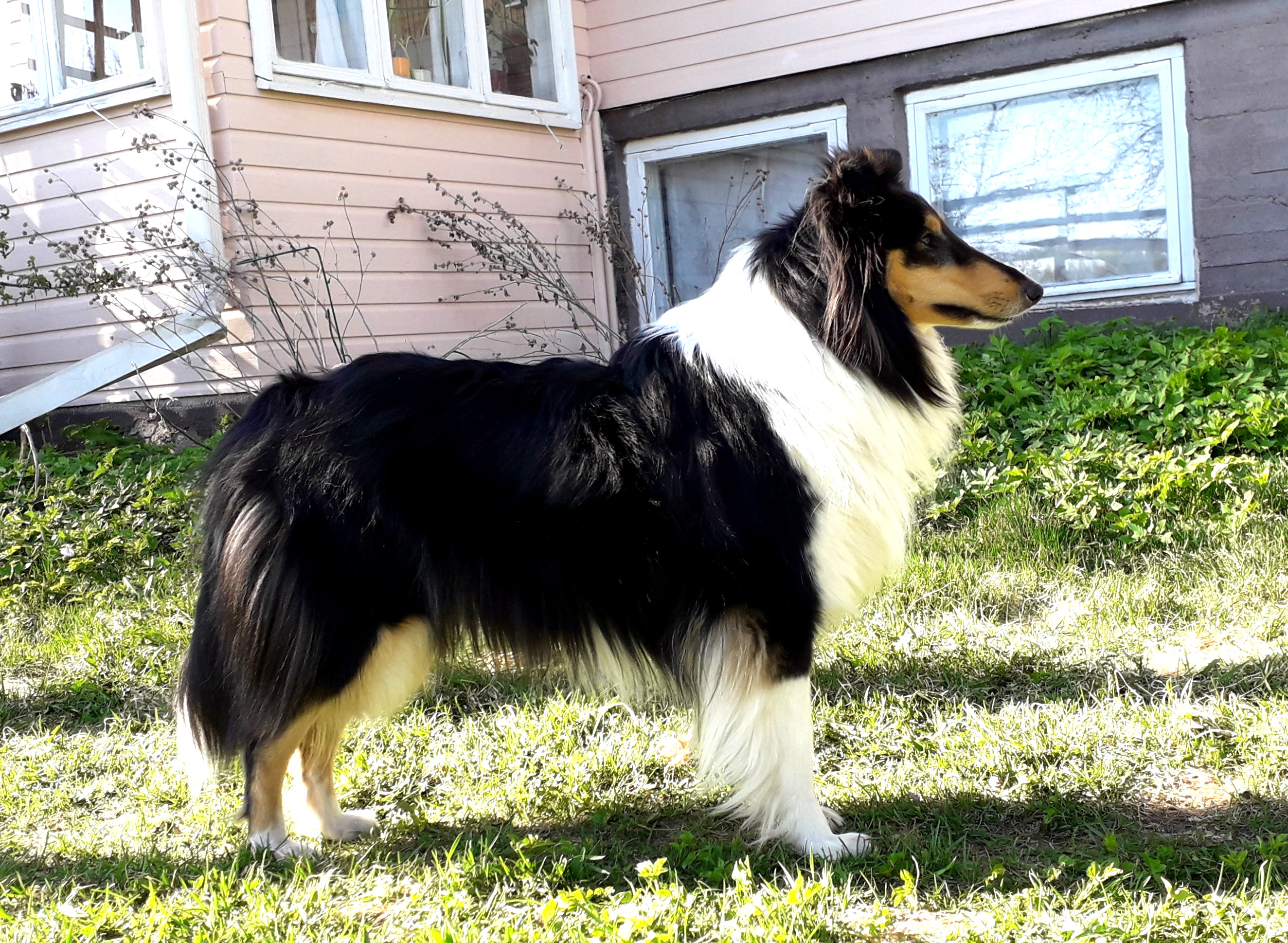 Pitkäkarvainen collie, Unicometa´n Venla