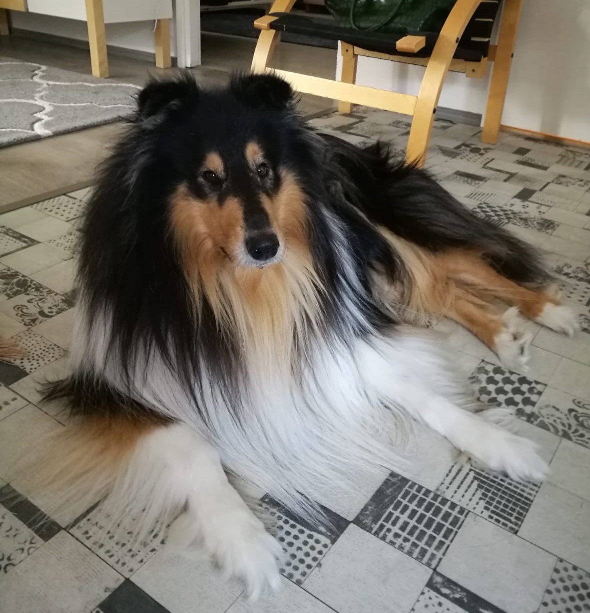 Pitkäkarvainen collie, Unicometa´n Colour of My Love