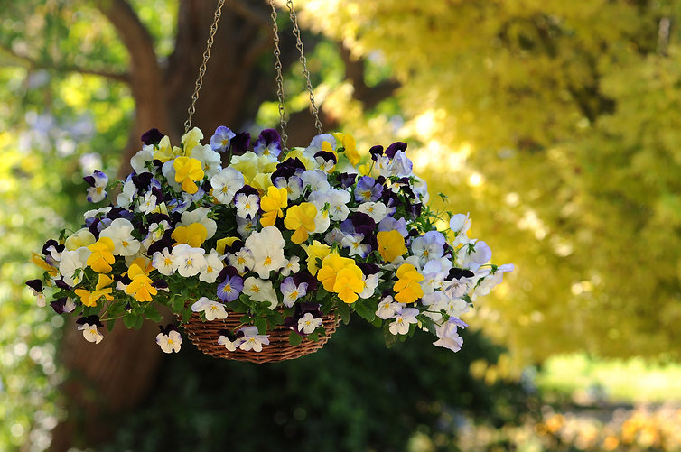 Clent Nurseries HANGING BASKETS