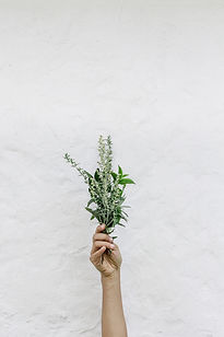Herbs