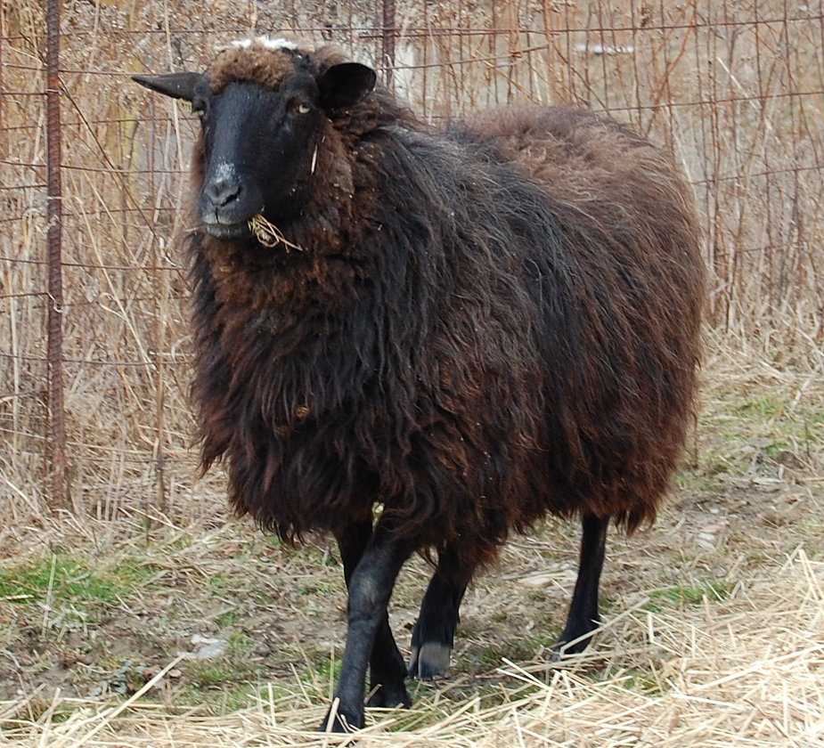 Golden Grove Farm NavajoChurro sheep, NY