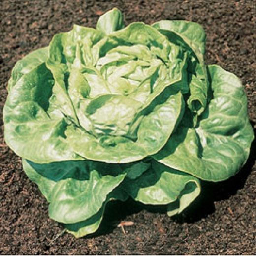 Laitue Grosse Blonde Paresseuse Semencesnouveaumonde