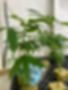 IMG_0254.JPEG