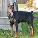 Cedarbarks Méphisto, un Doberman Pinscher