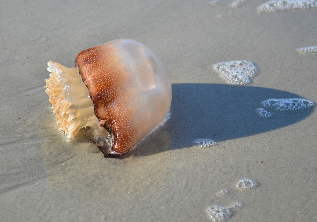 Myrtle Beach Boardwalk and Promenade Cannonball Jellyfish