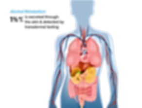 metabolism-of-alcohol-in-the-body-1.1.pn