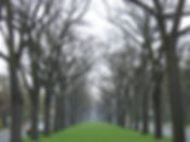 tree Lane