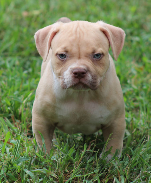 2710dc_680b123749d07ea70549de8d54171bfe.jpg_512