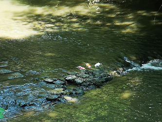 Koi dans l'Alzette