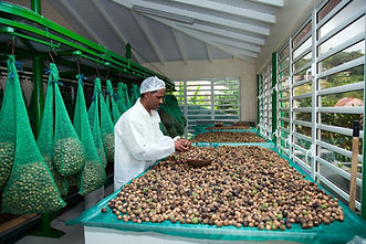 SECHAGE DU GALBA A PHYTOBOKAZ.jpg