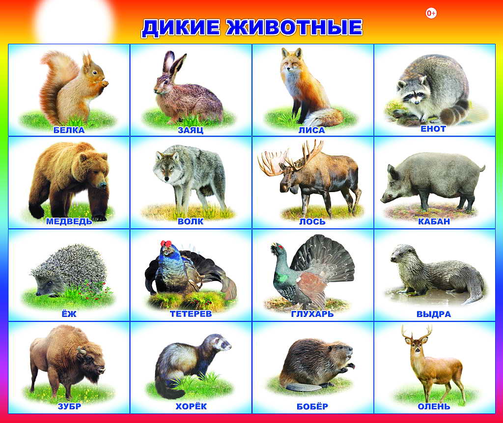Дикие Животные Картинки Для Детей С Названиями