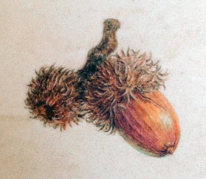 Botanical Art Online with Dianne Sutherland, botanical art courses