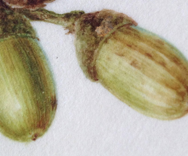 Botanical Art Online with Dianne Sutherland, botanical art courses