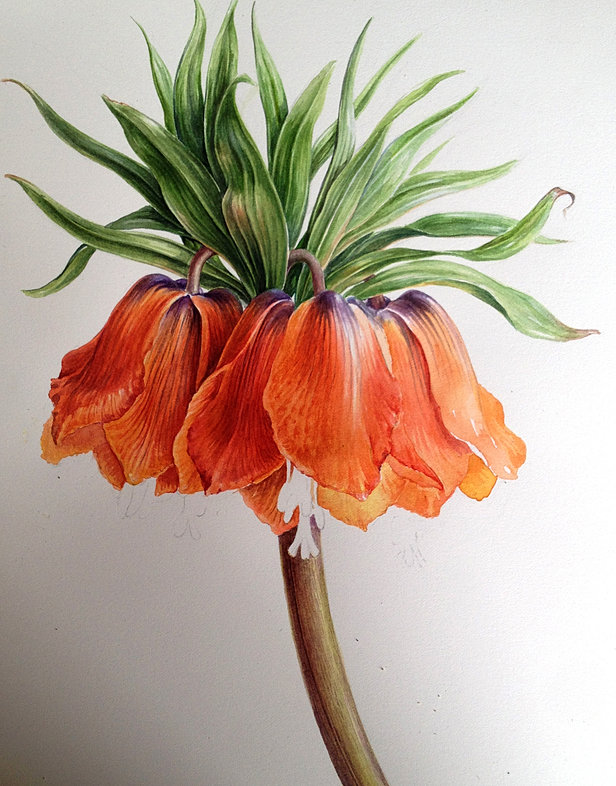 Botanical Art Online with Dianne Sutherland, botanical art courses