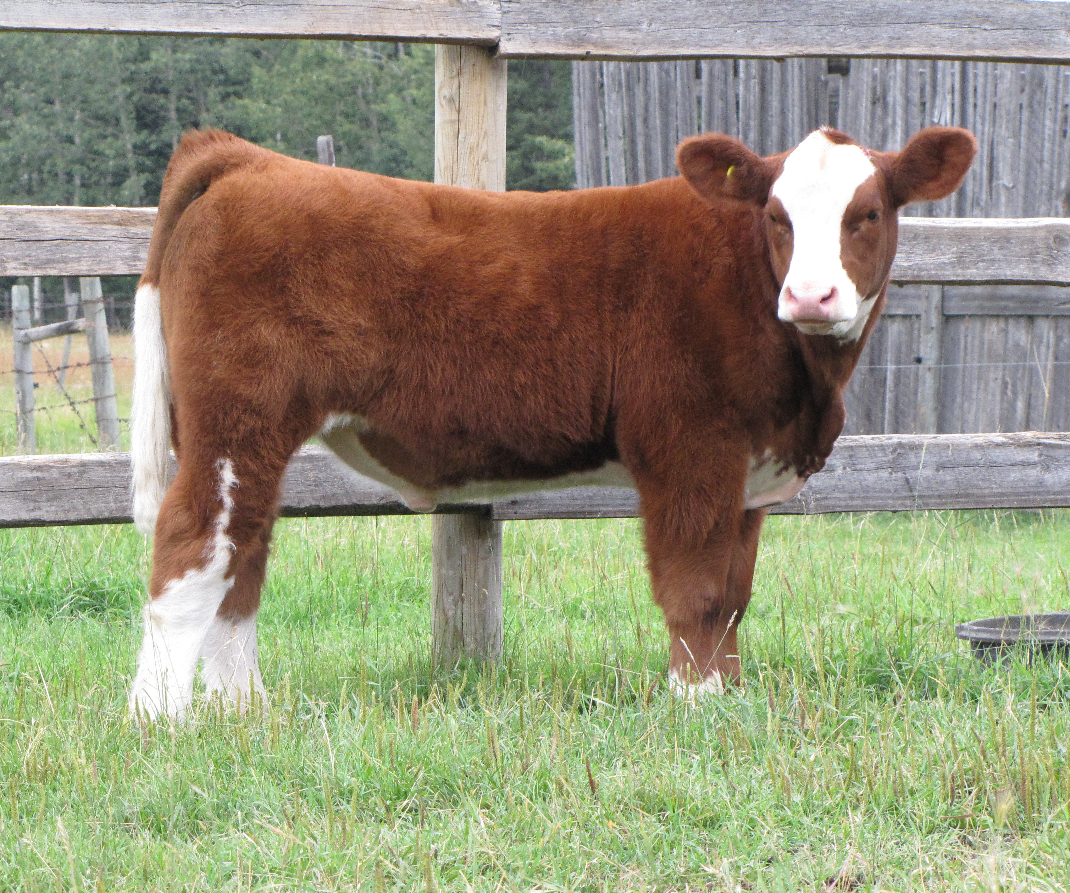 Crossing Creek Cattle