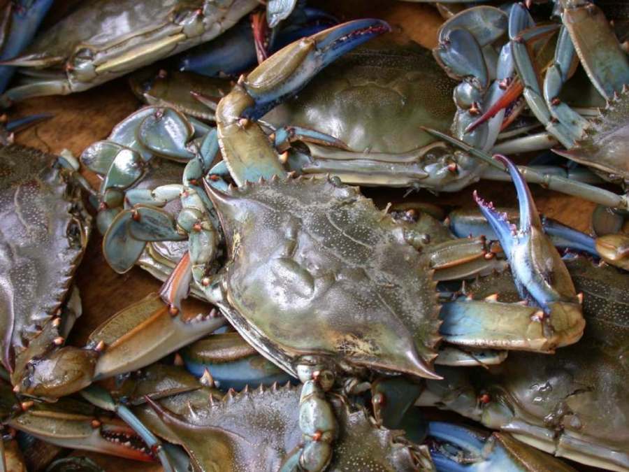 Poquoson Seafood Festival