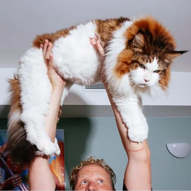 while we cant confirm that hes the largest cat in the world the current guinness world record holder mymains stewart gilligan passed away in 2013 - Biggest Cat In The World Guinness 2013 while we cant confirm that hes the largest cat in the world the current guinness world record holder mymains stewart gilligan passed away in 2013 - Biggest Cat In The World Guinness 2013