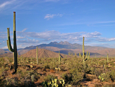 Sonoran Desert Near Tucson Arizona