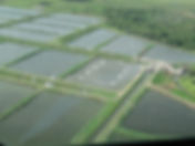 Shrimp farm in Ecuador