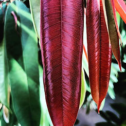 Old leaves are green, young leaves are r