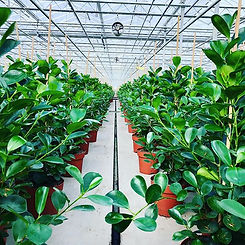 An organized jungle of Ficus ‘Microcarpa