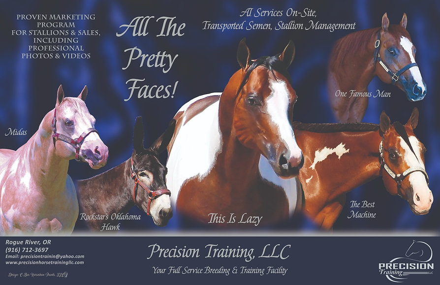 Stallions Precision Horse Training Oregon, USA