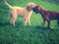 Puppy Training Northumberland and Newcastle