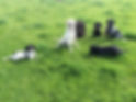 Dog Training Northumberland and Newcastle