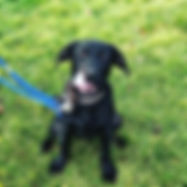 Nelson #labradorpuppy #labsofinstagram