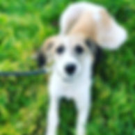 Flo #lurcherpuppy #lurchersofinstagram #
