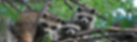 l, wildlife removal, wildlife trapping