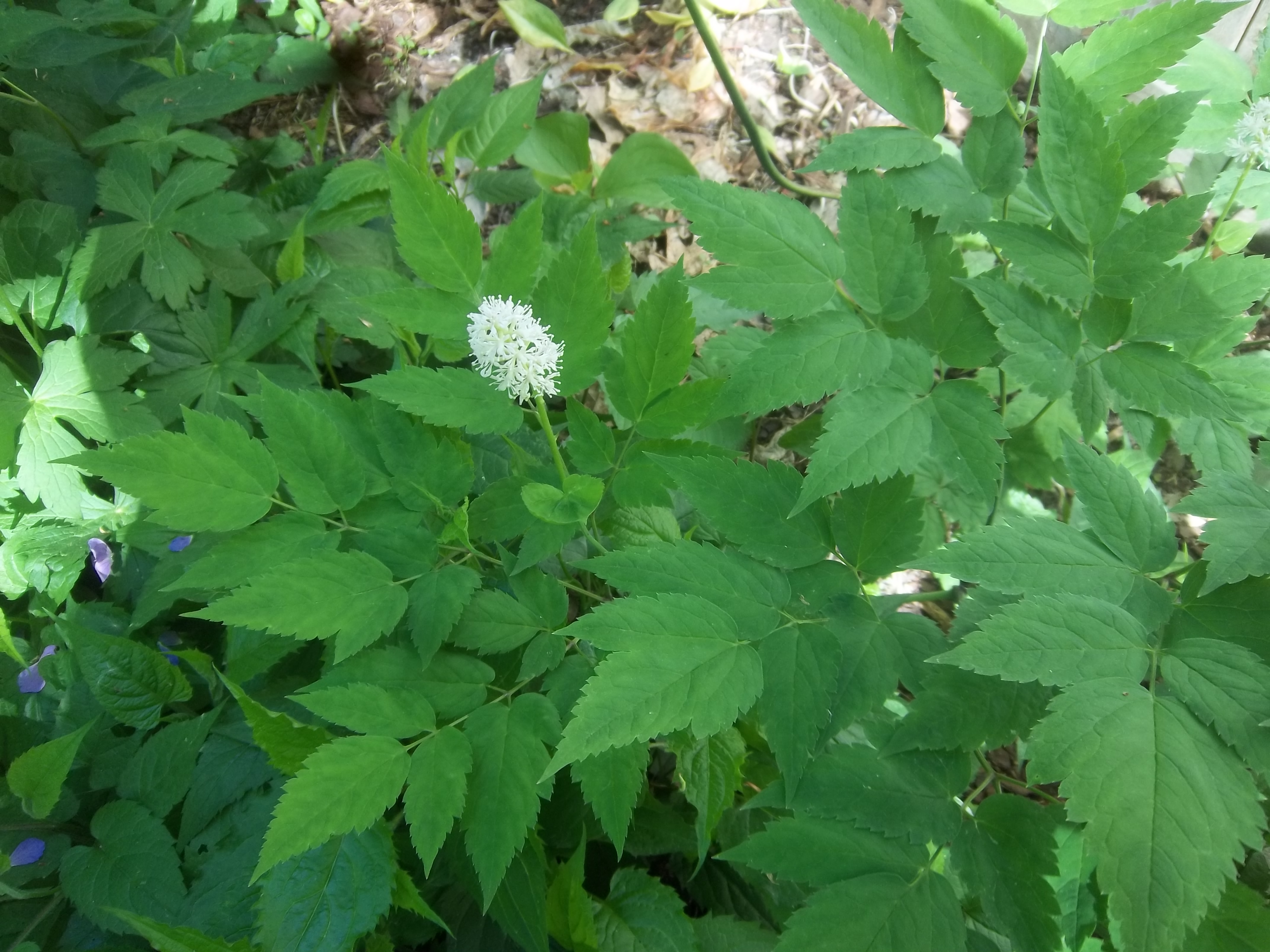 Actaea pachypoda White baneberry Amanda�s Garden