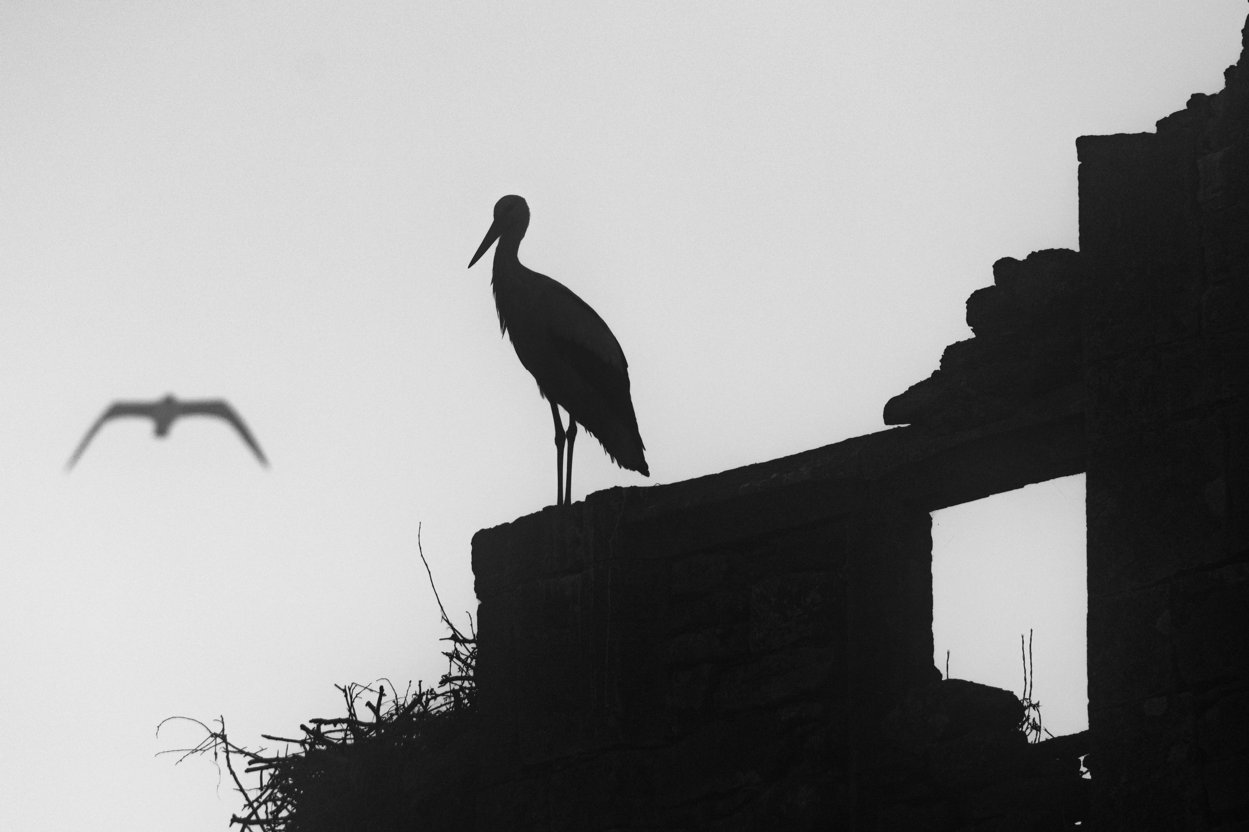 cigogne en ombre chinoises