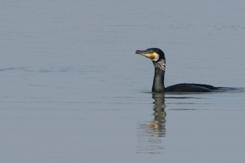 cormoran