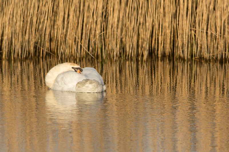 Cygne endormi dans le marais du Hâble d'Ault