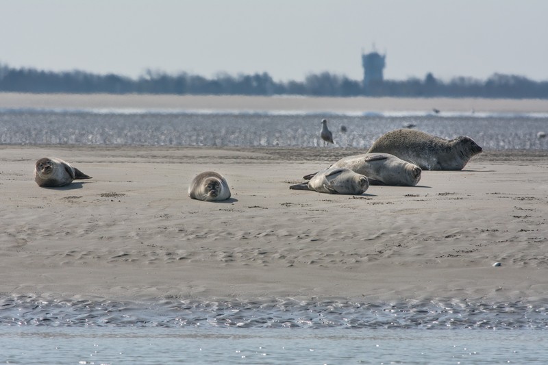 Berck, les phoques sur le banc de sable