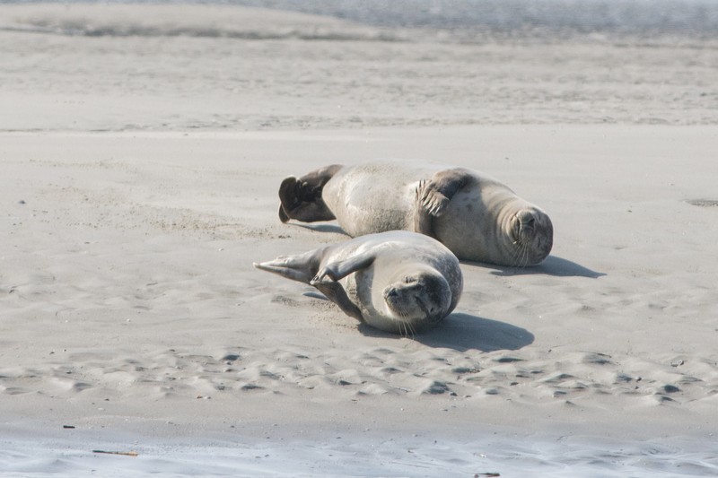 Berck, les phoques sur le banc de sable