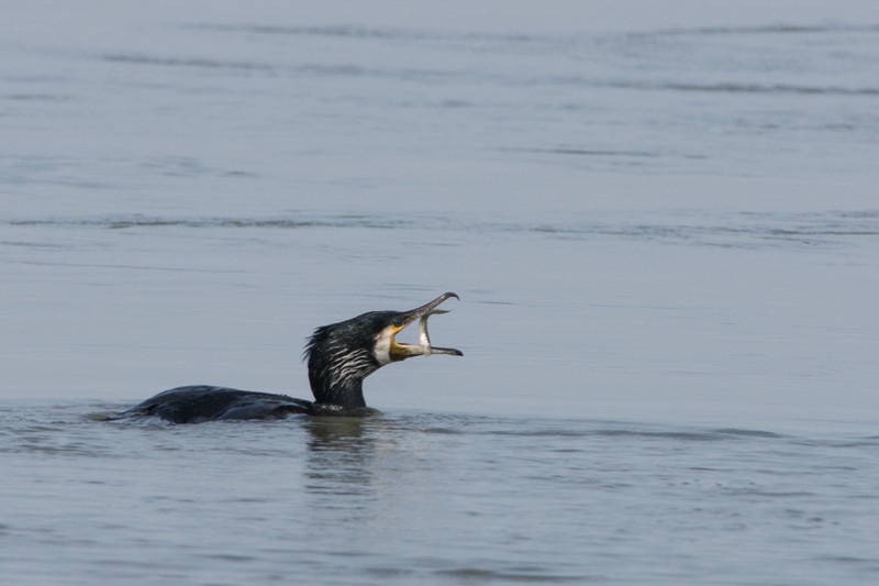 cormoran avec poisson dans le bec