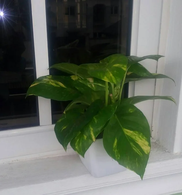 Golden Pothos