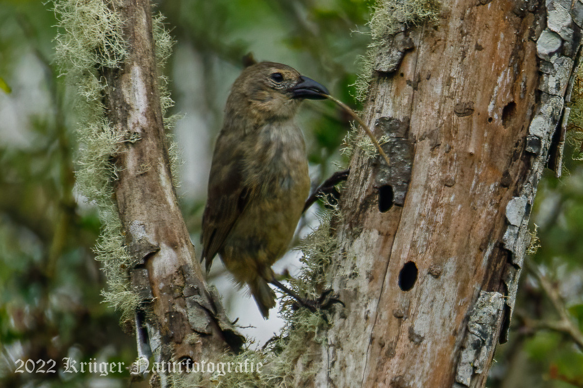Woodpecker Finch