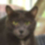 Timber.jpeg