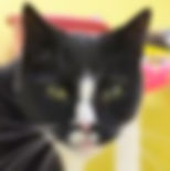 Harpo.jpeg